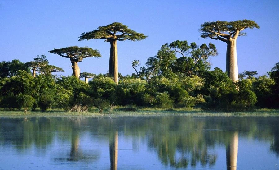 Baobab dans son environnement naturel