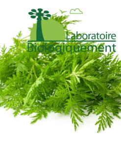 Armoise annuelle Artemisia annua anti cancer anti paludique naturel puissant