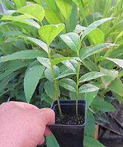 Plant de graviola corossol en pot