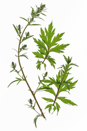 Armoise annuelle bio Artemisia annua riche en artemisinine plante feuille tige anticancer naturel en tisanes ou en gélules