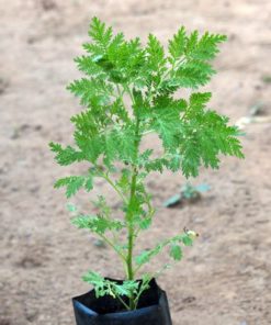 Plante d'Artemisia Annua Armoise Annuelle Baomix Biologiquement