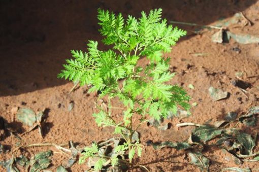 Plante d'Artemisia Annua Armoise Annuelle Baomix Biologiquement