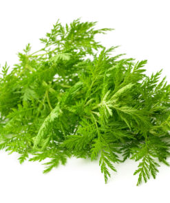 Artemisia Armoise