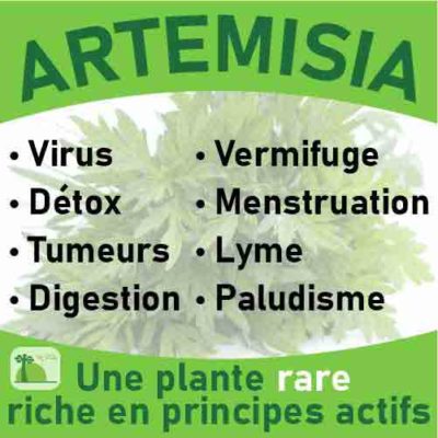 Artemisia Armoise