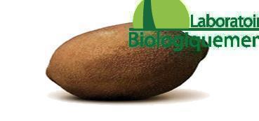 Le fruit de Baobab bio produit par Biologiquement