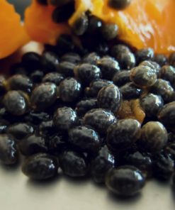 Graines de fruit de papaye riche en antioxydants et anticancer