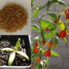 Plants de Goji bio Himalaya produits par Biologiquement