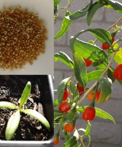 Plants de Goji bio Himalaya produits par Biologiquement