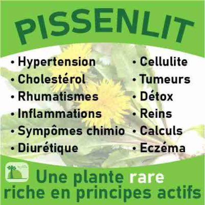 Pissenlit, le laboratoire Biologiquement des plantes rares riches en principes actifs.