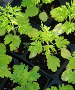 Armoise annuelle bio Artemisia annua riche en artemisinine plante feuille tige anticancer naturel en tisanes ou en gélules