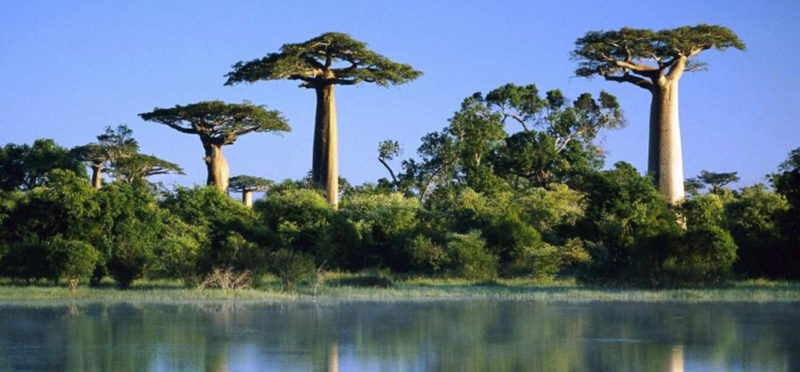 L'arbre de Baobab bio