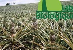 La bromélaïne broméline traitement anti-cancer naturel extrait de l’ananas