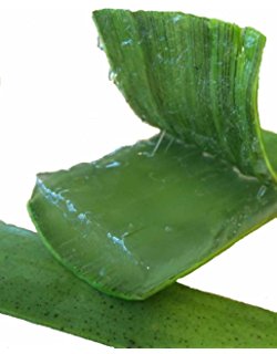 L’aloe vera plante gel traitement anti-cancer naturel traitement des ulcères