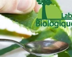L’aloe vera plante gel traitement anti-cancer naturel traitement des ulcères