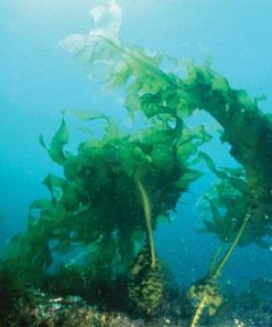 Le Wakamé une algue bio comme traitement anti-cancer naturel puissant
