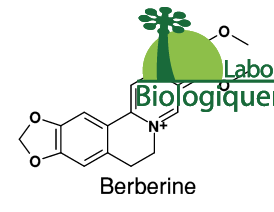 La berbérine bio un principe actif extrait du Berberis vulgaris épine-vinette, contre le diabète de type 2 et anti cancer naturel puissant