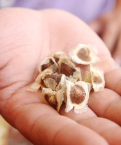 Les graines de Moringa bio produite par le laboratoire Biologiquement